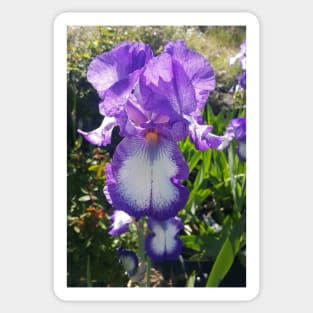 Gorgeous Purple and White Bearded Iris Flower Sticker